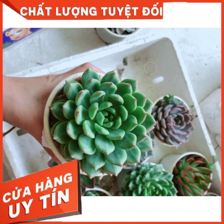 Sen đá bánh bao xanh Nhiều Người Mua