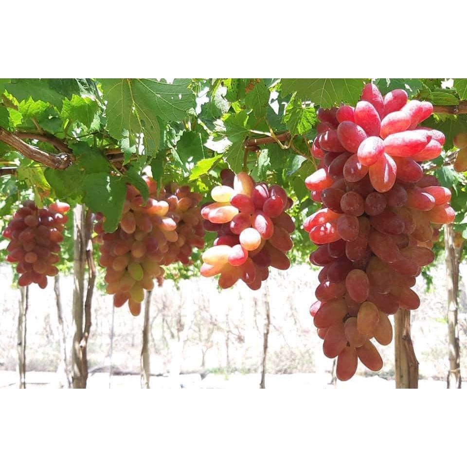 HÀNG GIỐNG CHUẨN Cây Nho Lùn