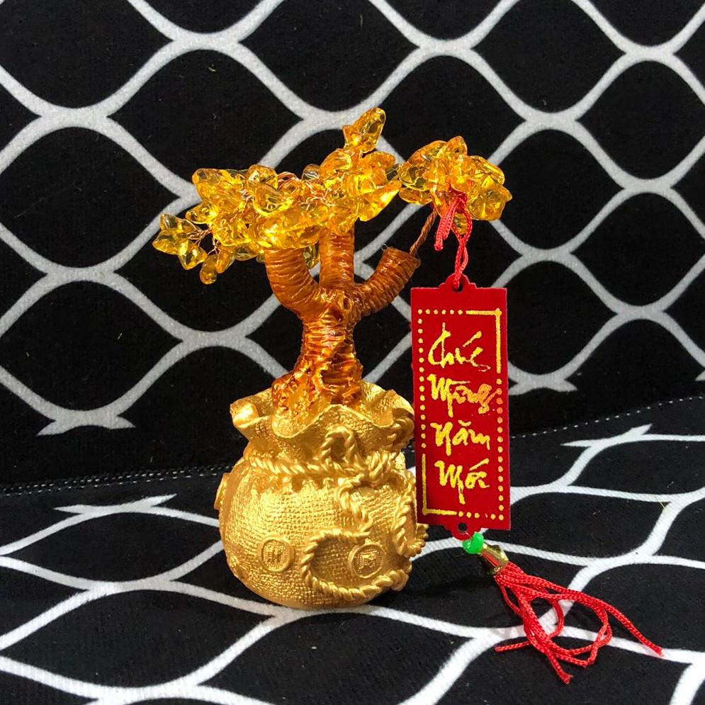 Cây phát tài cây kim tiền tài lộc nhí trang trí tết