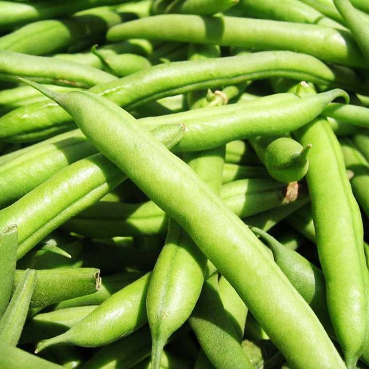 Hạt giống đậu cove Phú Nông | Hạt trắng, dạng bụi | Bean cora white Seeds, Bush type