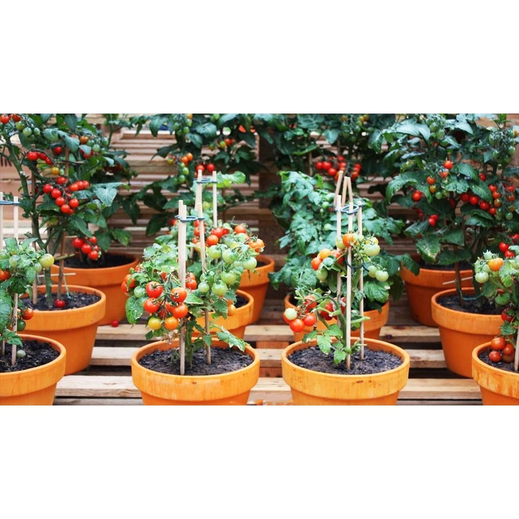 Cây giống cà chua bi