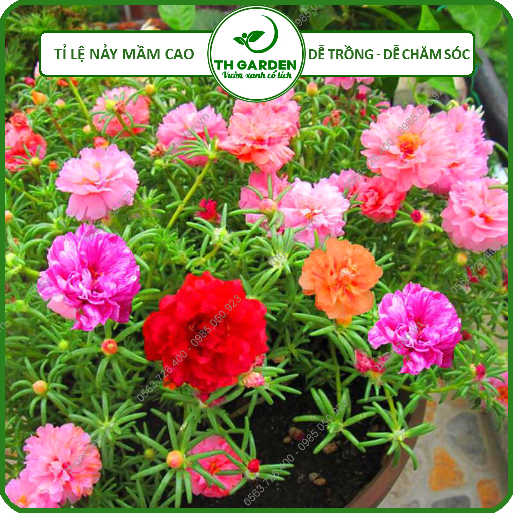 Hạt Giống Hoa Mười Giờ Mỹ Cánh Kép Bông To - Hạt Giống Dễ Trồng Dễ Chăm Sóc, Hoa Thơm, Bền Màu, Lâu Tàn
