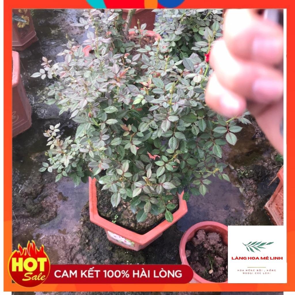 Hoa hồng bonsai– Hoa hồng thế nghệ thuật dành cho người yêu hoa.