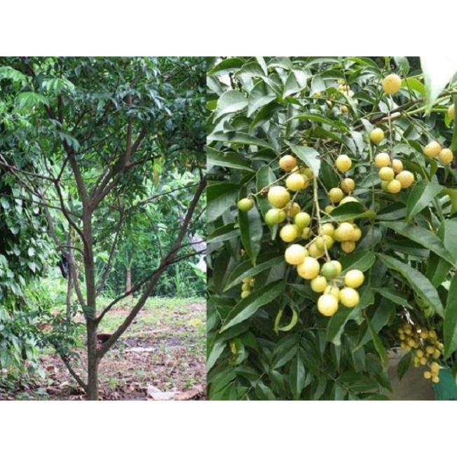 COMBO 5 CÂY GIỐNG CÂY MẮC MẬT , CAM KẾT GIỐNG CHUẨN F1