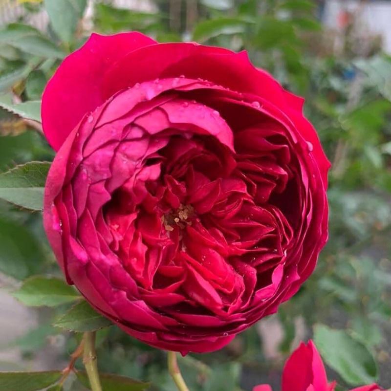 Hoa hồng ngoại Autunm Rouge Rose - hồng bụi, hoa thơm
