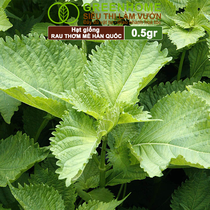 Hạt Giống Rau Thơm Mè Greenhome, Gói 0.5g, Dễ Trồng Quanh Năm, Nảy Mầm Cao, Thu Hoạch Nhanh, Năng Suất Cao R17