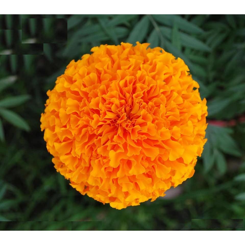 Hạt giống hoa Vạn Thọ đỏ cam Lùn F1 ( 30 hạt - Chiều cao dạng cây Lùn 40cm - 50cm )