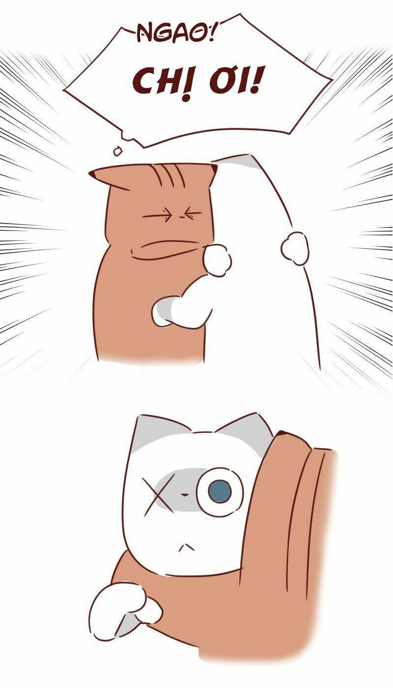 saphie: chú mèo một mắt chapter 29 17