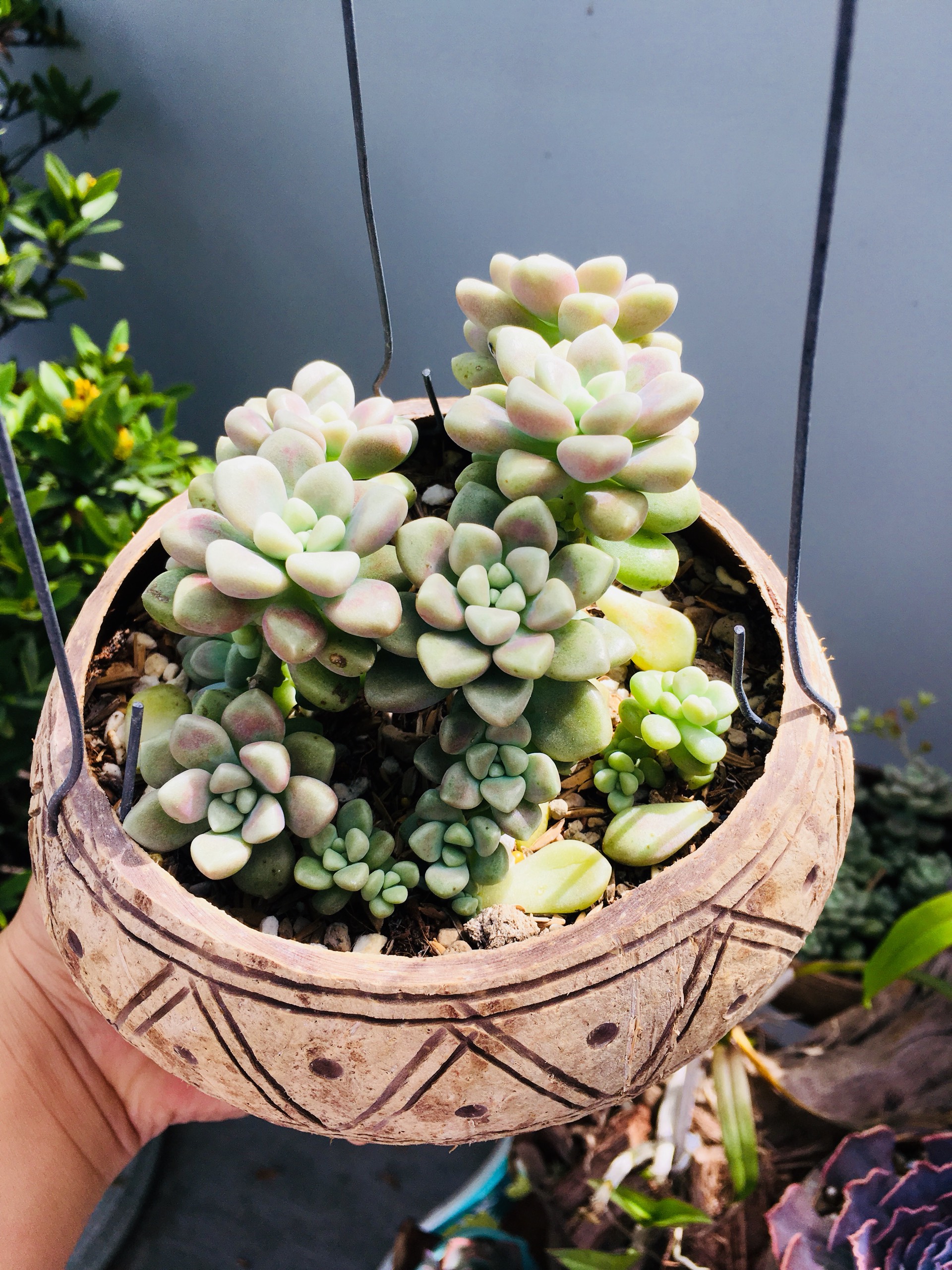 Combo 10 gáo dừa treo hoa văn viền đường kính 13-15cm, trồng lan, sen đá, xương rồng...