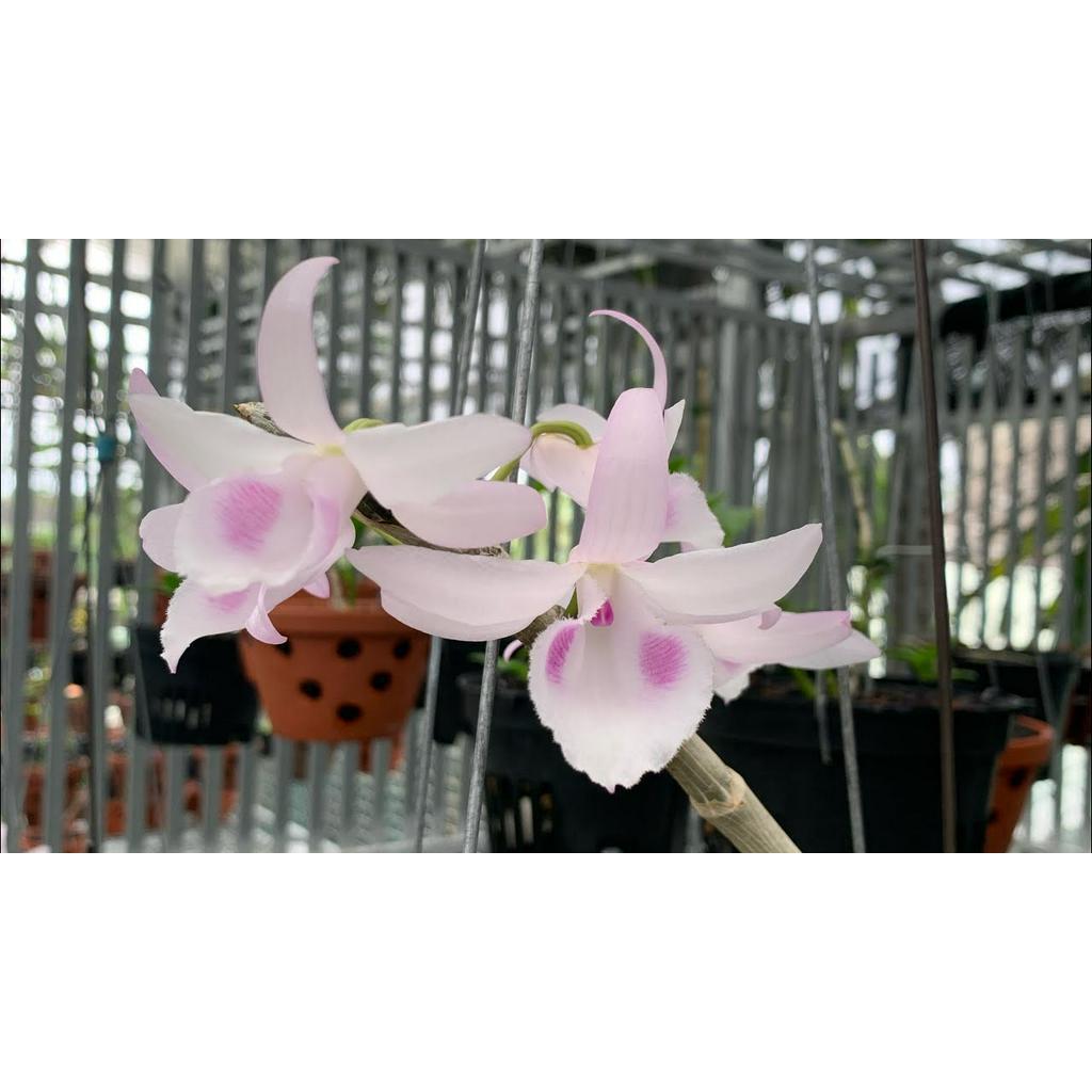 Phi điệp đột biến PHÚ QUÝ CHẤT LƯỢNG UY TÍN