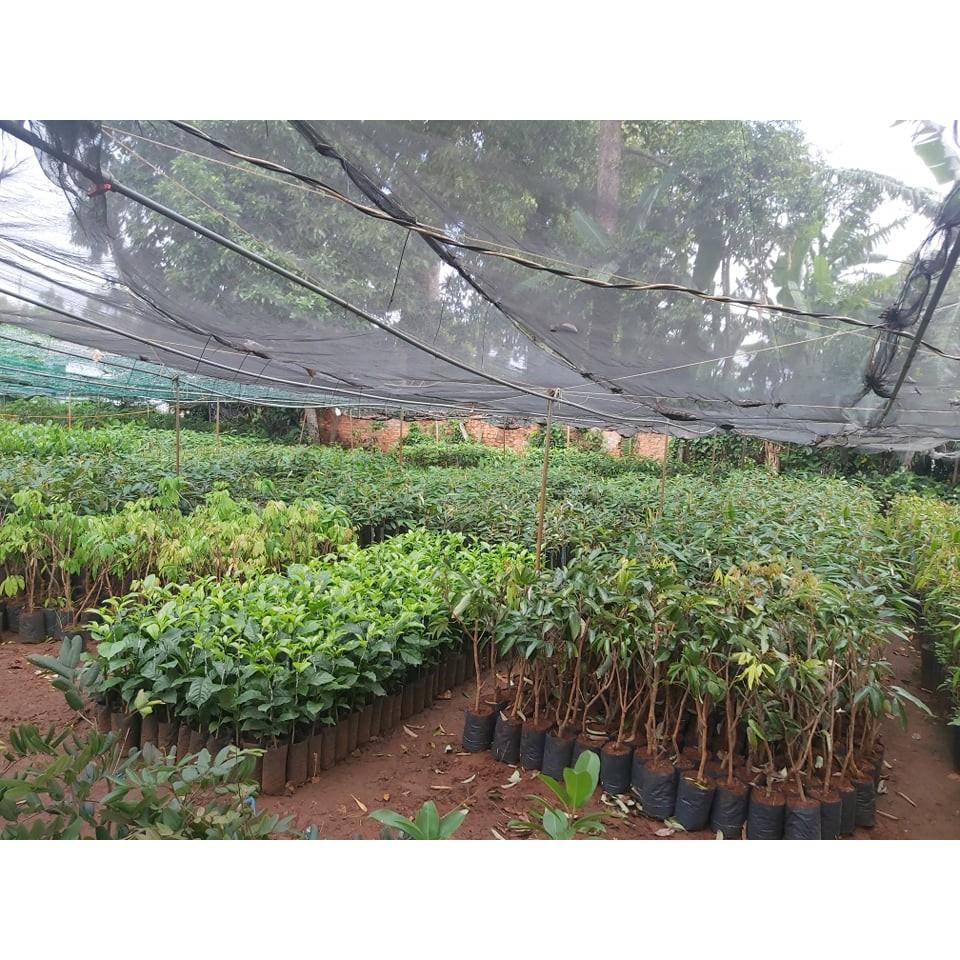 CÂY GIỐNG MÍT KHÔNG HẠT .