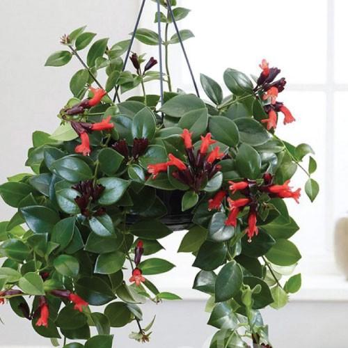 Chậu cây giống hoa lan son môi đỏ kèm chậu treo như hình - Lipstick Plant - Aeschynanthus lobbiana