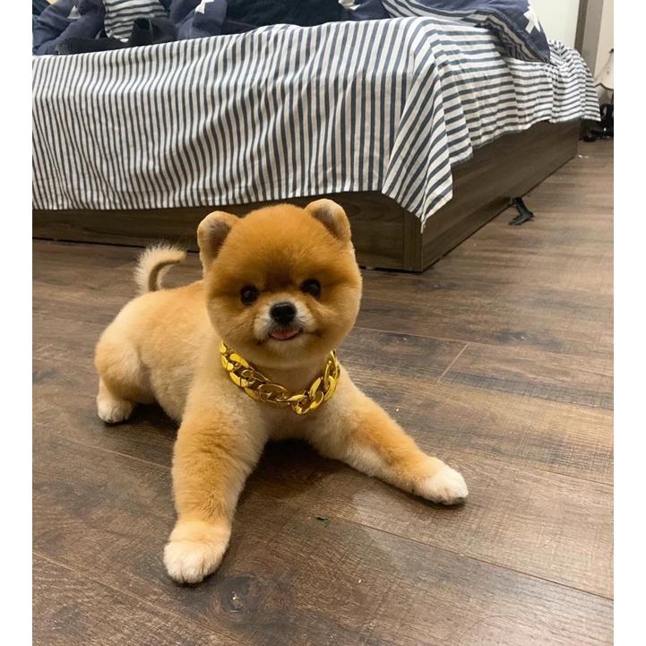 Vòng xích vàng cho chó mèo đủ size SML