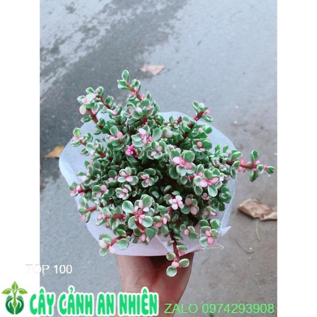 Cây Cành Vàng Lá Ngọc