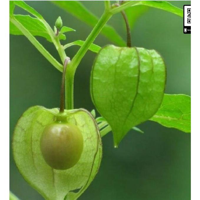 Hạt Giống Cây Thù Lù Nam Mỹ- Gói 50 hạt-tặng kèm gói phân bón lót