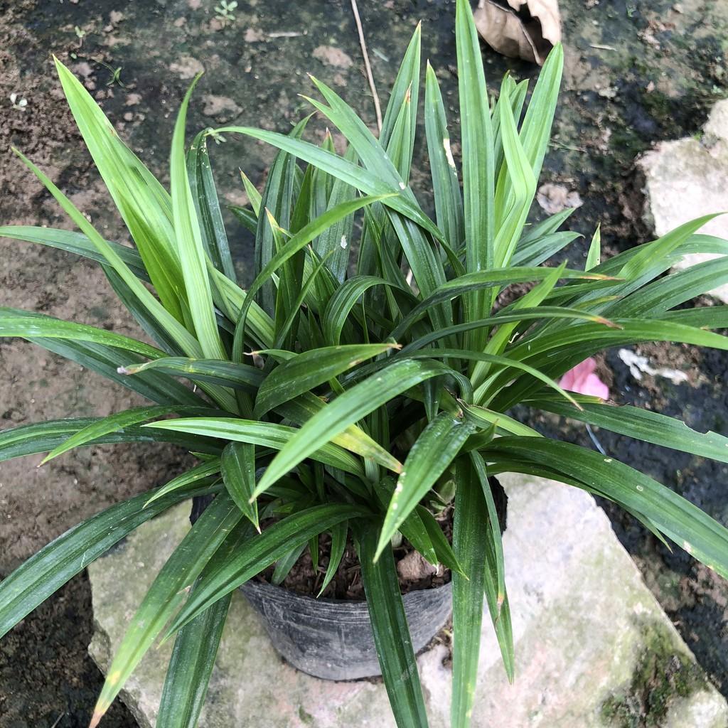 Cây lá nếp gia vị, chiều cao 20cm bụi cây to khỏe sức sống mãnh liệt, thích hợp trồng lấy lá