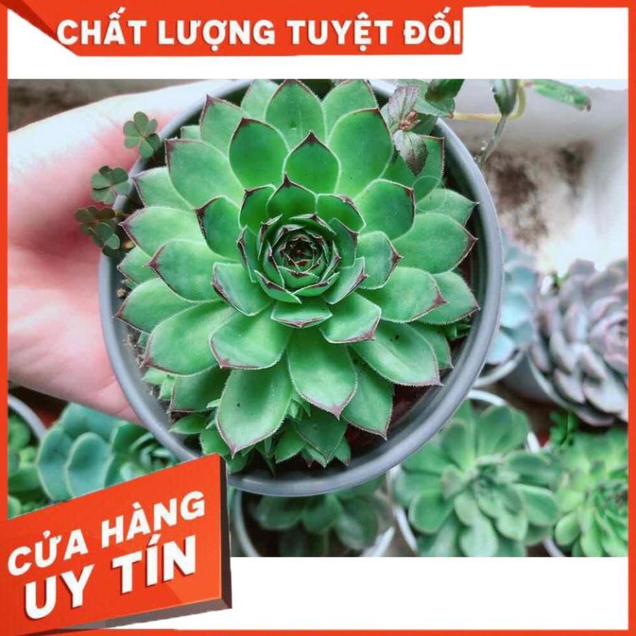 Sen đá phật bà kèm chậu sứ trắng Nhiều Người Mua