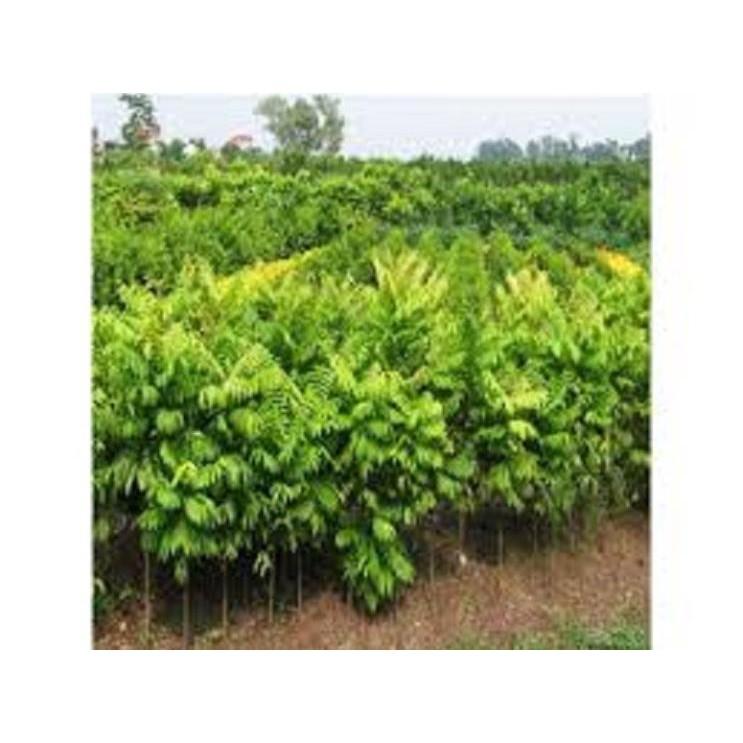 Cây SẤU GHÉP, SẤU HẠT giống - Hàng chuẩn cao từ cm