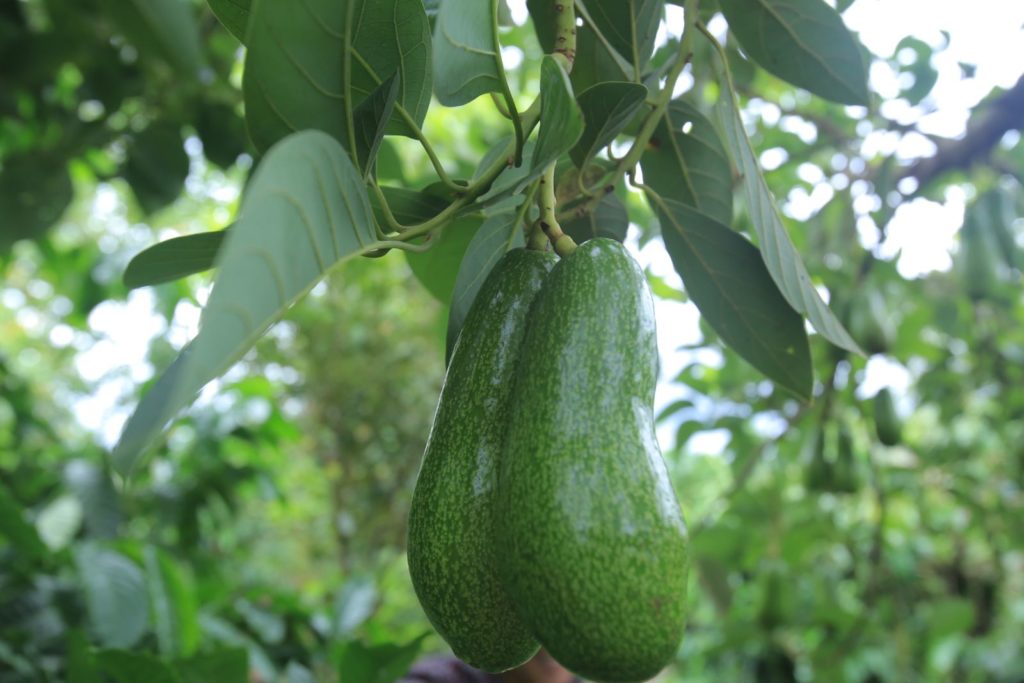 Cây Giống Bơ Trịnh Xuân Mười Cây To