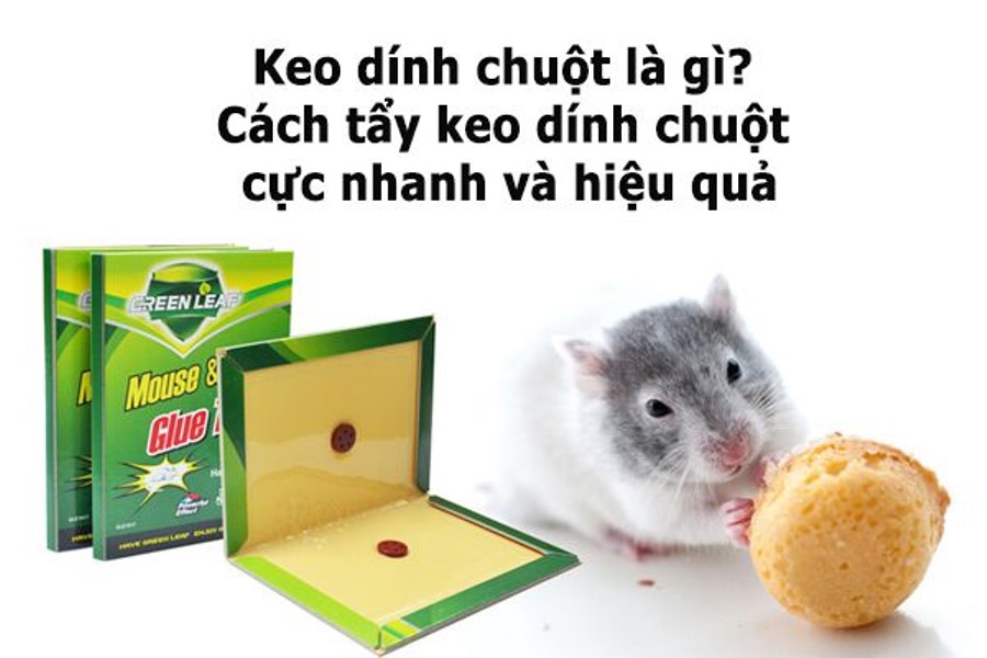 Keo dính chuột, bẫy dính chuột Ri teng tiện dụng sạch sẽ