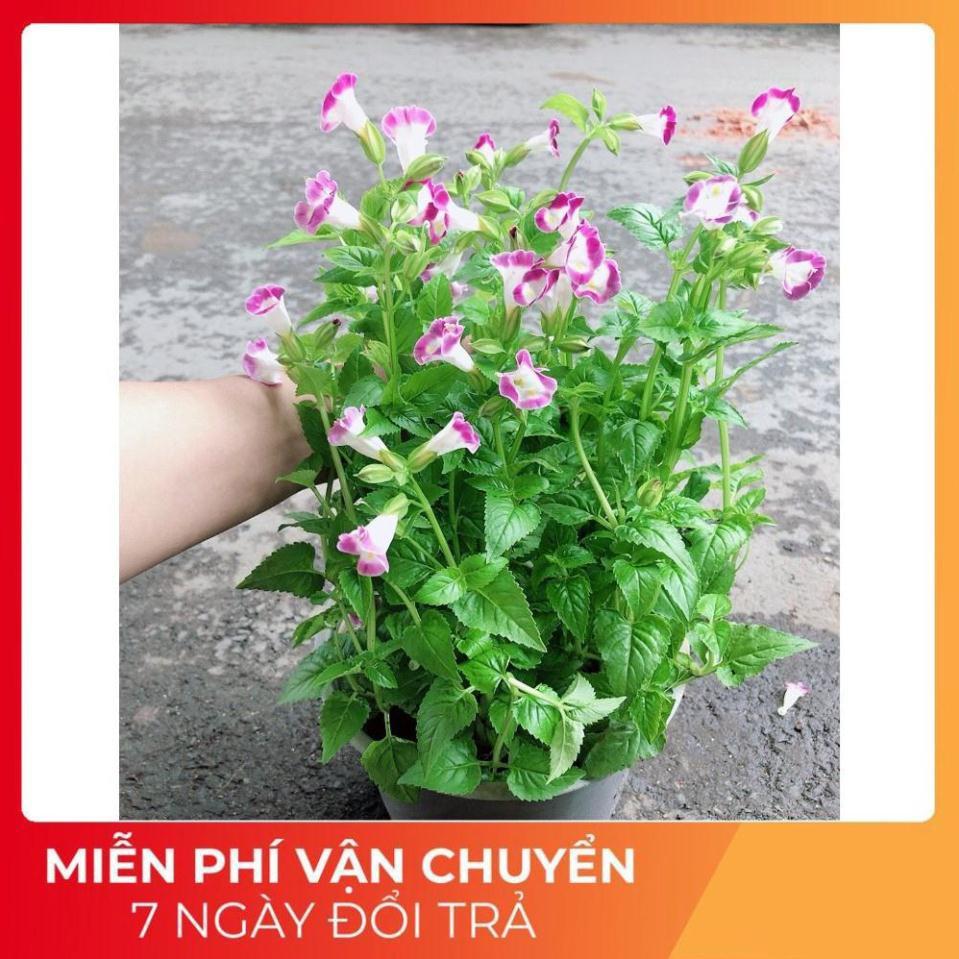 Chậu Hoa Ban Sê