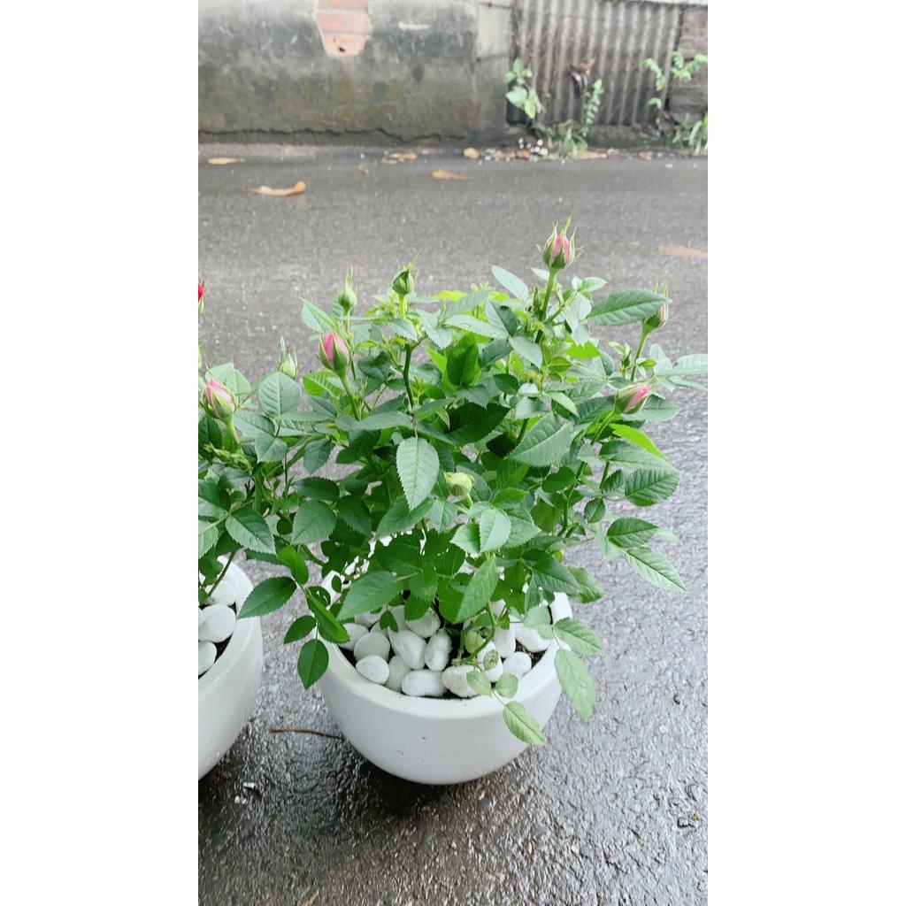 Chậu Hoa Hồng