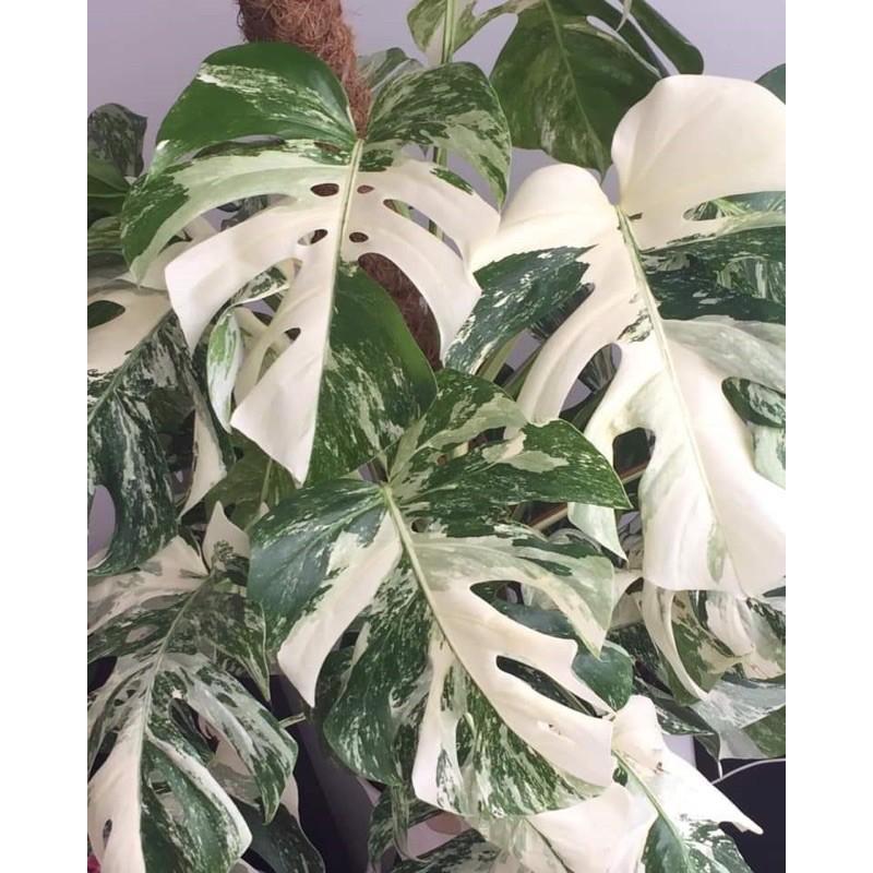 Đất trộn sẵn chuyên trồng kiểng lá Monstera, anthurium,melano, pertusam...gói 6,5dm3 nặng ~1,8-2,2kg/gói