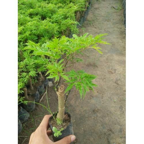 Combo 3 cây giống đinh lăng nếp