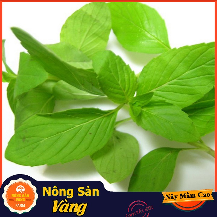 Hạt giống Rau Húng Quế ( Gói 5 Gram ) - Nông Sản Vàng