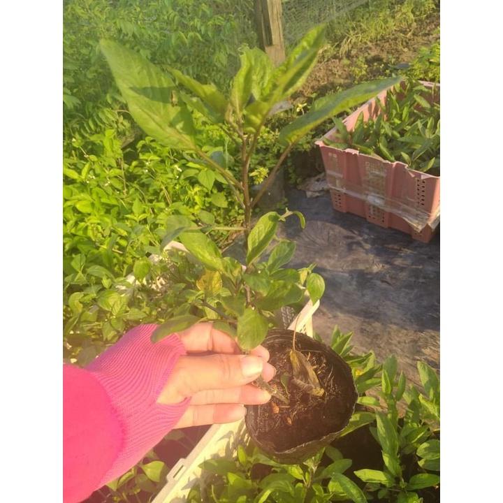 Dưa hấu nam mỹ Pepino vàng - cây choai lớn sắp ra hoa