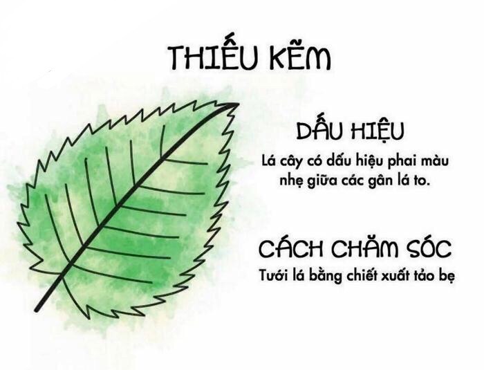 Phân bón FDA – Áo giáp kẽm Diệp Lục Tố biến vàng thành xanh