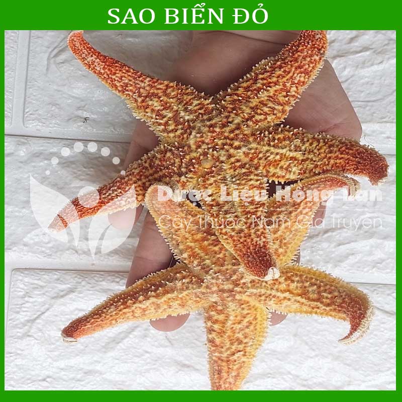 1KG Sao Biển đỏ khô sạch loại 1 size lớn