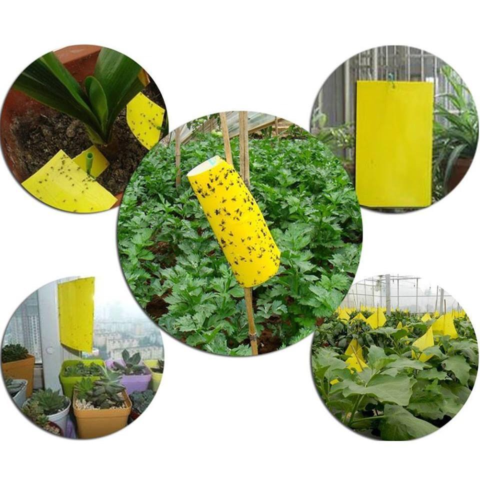 10 Miếng Dính Ruồi Vàng & Các Loại Côn Trùng - Hiệu Quả Nhanh