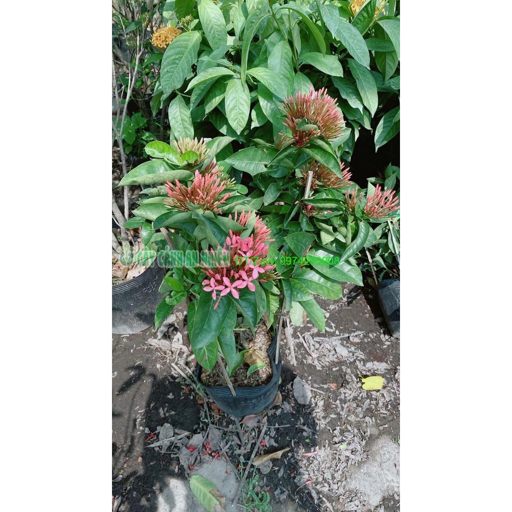 Cây Hoa Trang Mỹ Màu Hồng