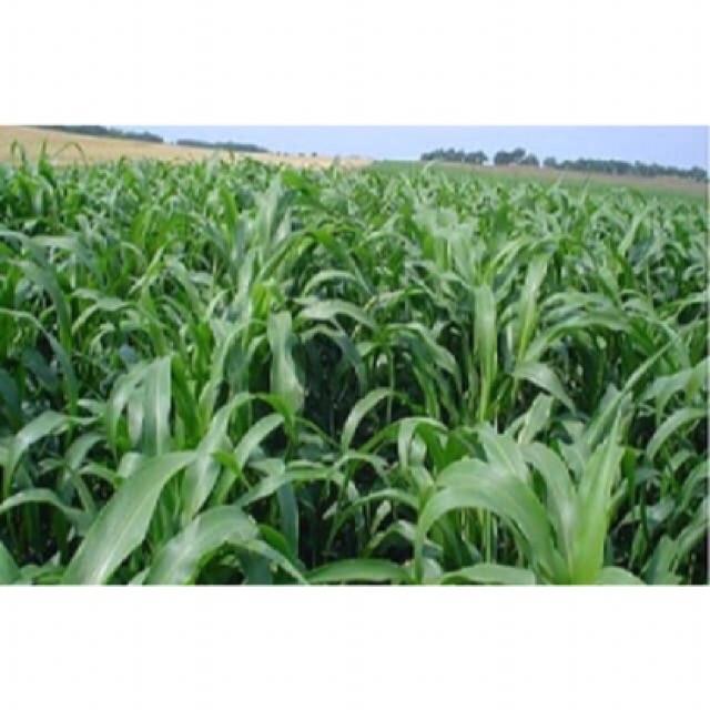 5kg Hạt Giống Cỏ Cao Lương SUDAN
