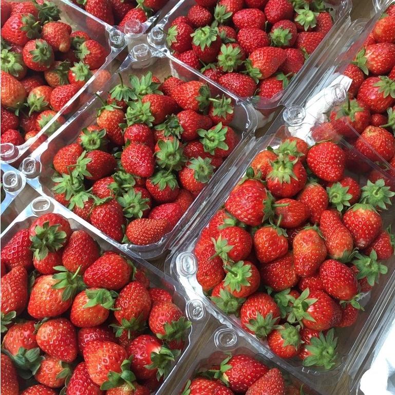 50 Hộp P500D Đựng Nữa Kg Trái Cây - Cà Chua Bi - Dâu Tây - Nho - Cherry