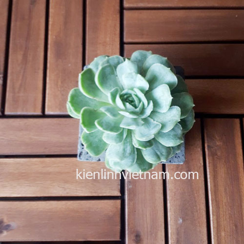 Chậu trồng sen đá bằng đá ong xám tự nhiên 10x10x10cm