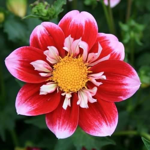 Hạt giống thược dược công chúa nhiều màu - gói 50 hạt