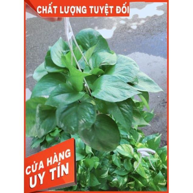 Chậu Lưỡi Hổ Thái