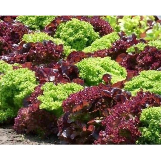 0.2gr hạt xà lách xoăn tím chịu nhiệt