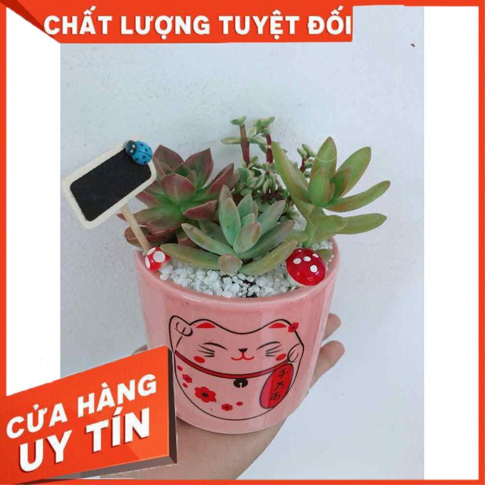 Chậu sen đá mèo may mắn Nhiều Người Mua