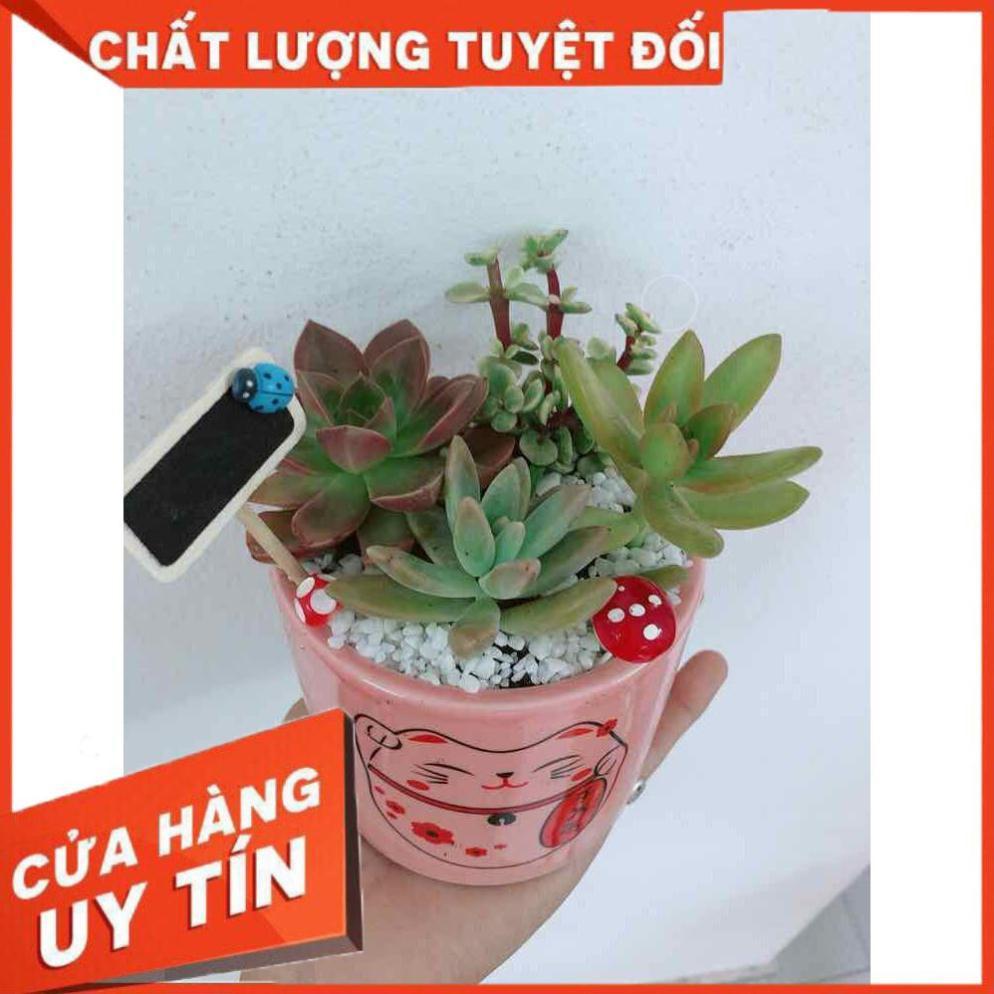 Chậu sen đá mèo may mắn Nhiều Người Mua