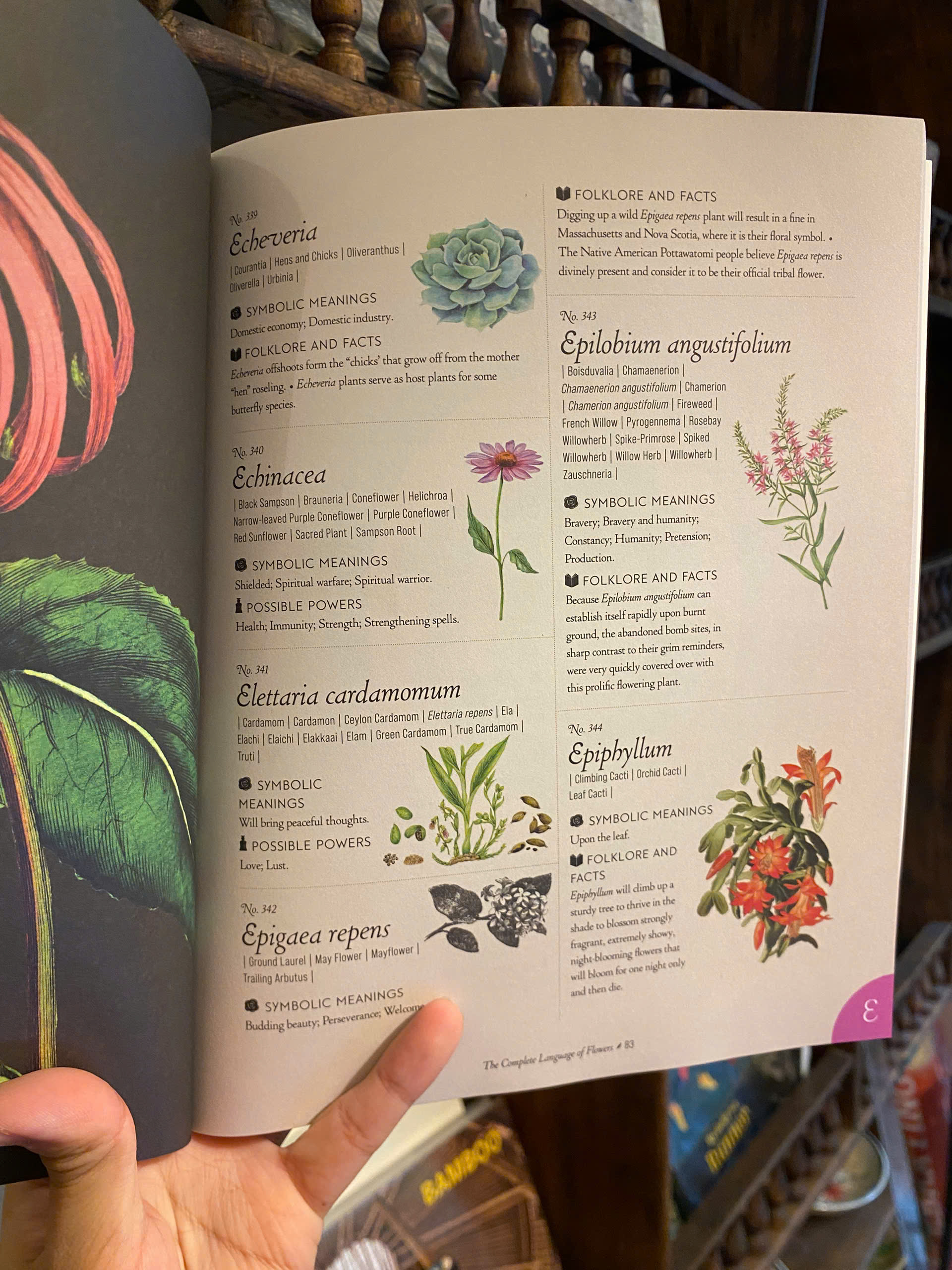 Sách - The Complete Language of Flowers: A Definitive and Illustrated History by S. Theresa Dietz