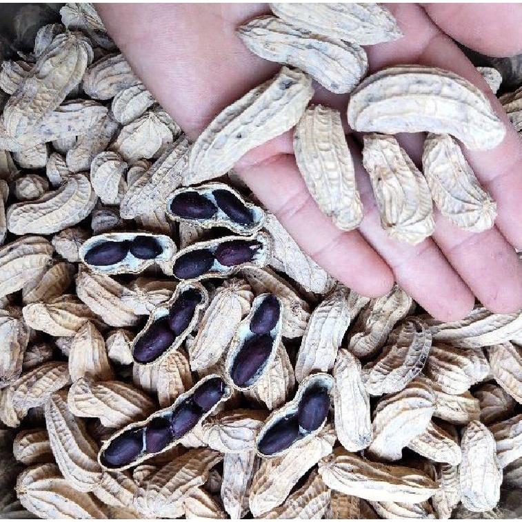 Hạt giống lạc đen Đài Loan CT93 - Gói 15gram