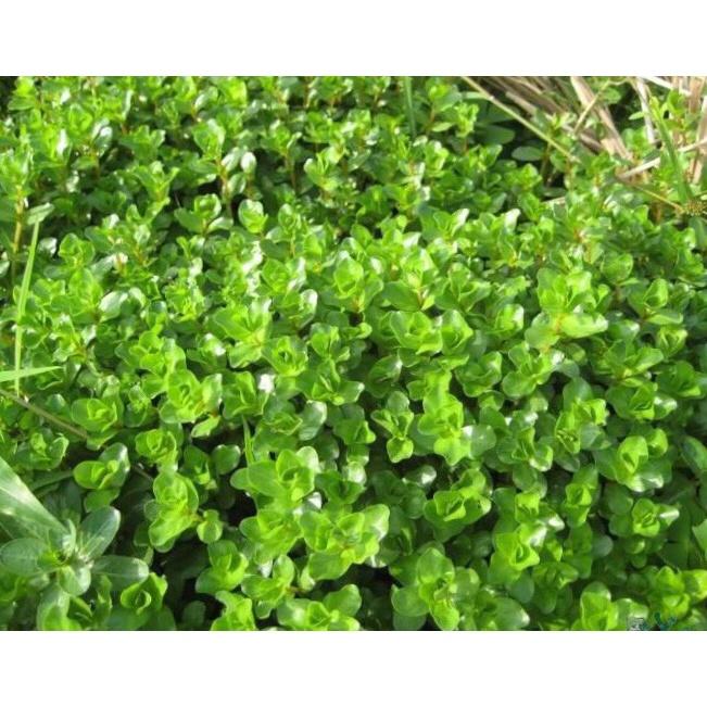 Cây vảy ốc xanh bò thuỷ sinh 15 cây