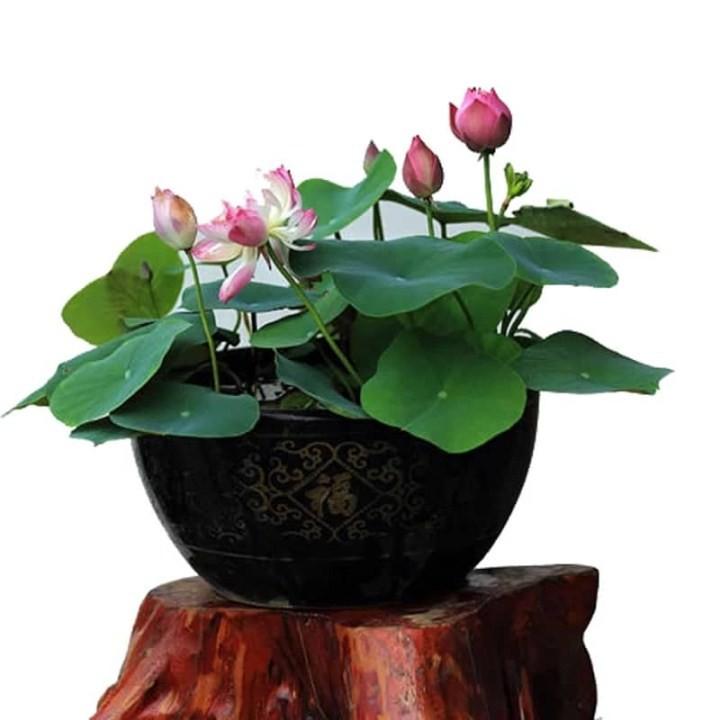 Hạt giống sen nhật mini nhiều màu