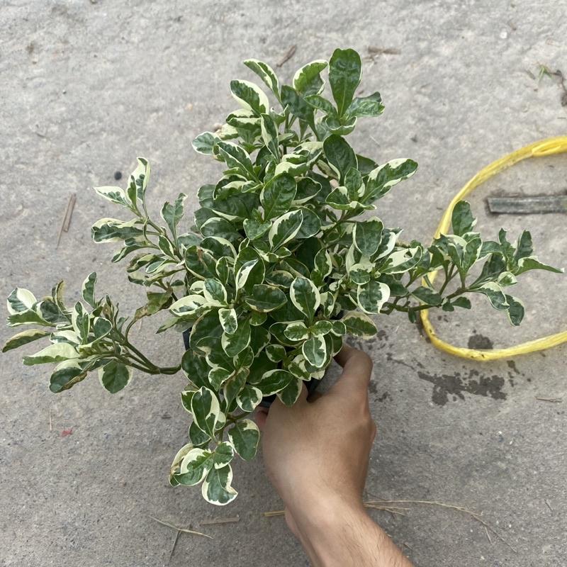 Cây cẩm thạch trồng bầu đen thích hợp trang trí decor sân vườn , tiểu cảnh