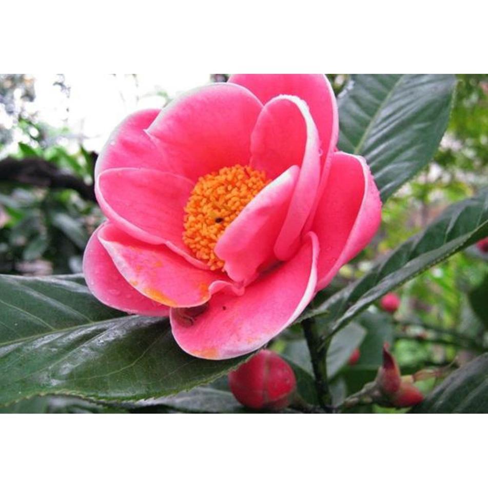 HOA HẢI ĐƯỜNG ĐỎ - BẦU CÂY SIZE LỚN + Tặng 01 cây dâu da đất