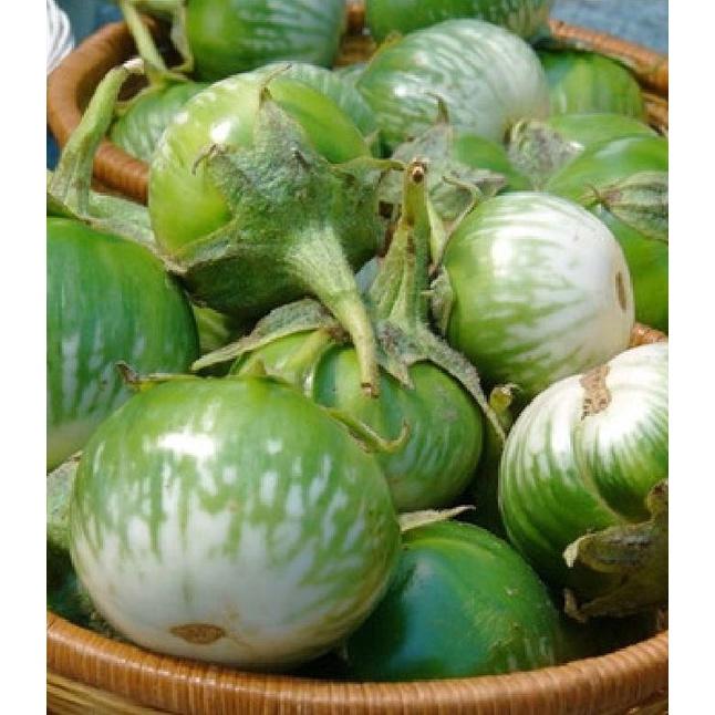 Hạt giống Cà da ếch dể trồng f1_gói 2gram-tặng kèm gói phân bón lót