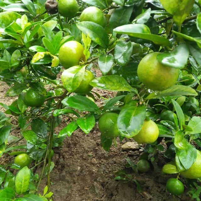 Cây giống chanh đào dòng quả sớm